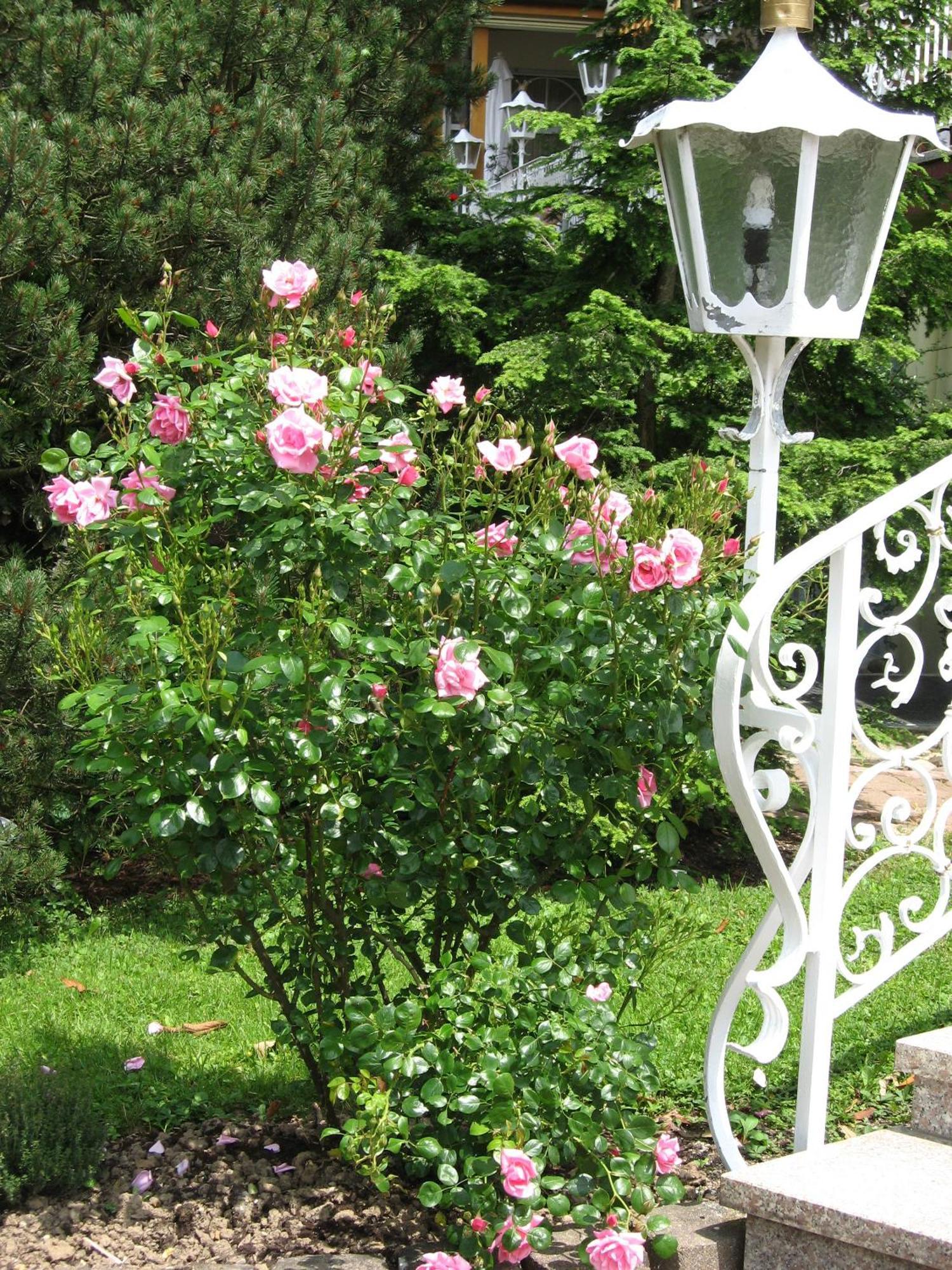 Silberkoenig Schwarzwald Hotel & Restaurant Ringhotel Gutach im Breisgau Dış mekan fotoğraf